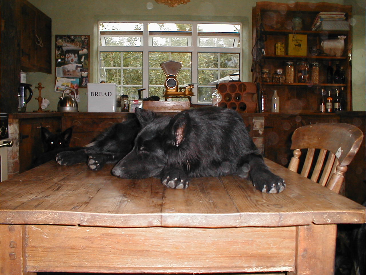 Peaches (Nite and Shadow's daughter and Soul's sister), sleeping where she shouldn't....My kitchen table!!