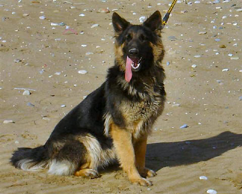 Shadow and Deasal's daughter. Zena lives with her new family in Greece.
