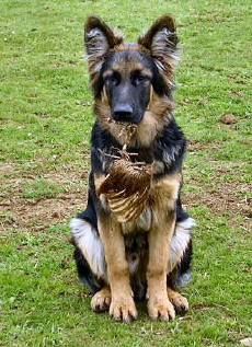 Baby Bandit again at nearly 10 months of age. Lugar and Deasal's son.