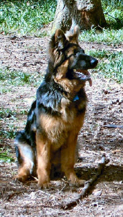 A young Ben, Lugar and Breeze's son. Owned and loved by Yvonne and her family.